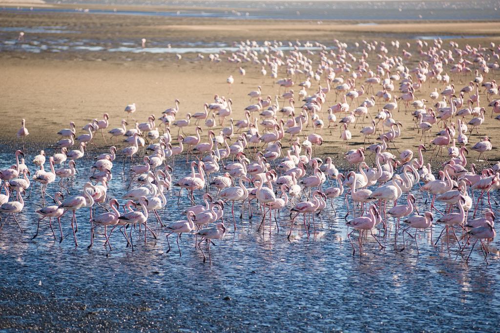 Flamingo Villas Boutique Hotel Walvis Bay Exterior foto