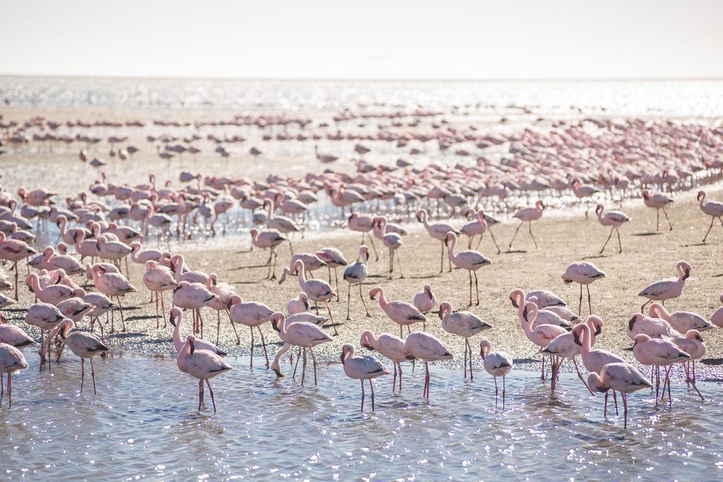 Flamingo Villas Boutique Hotel Walvis Bay Exterior foto
