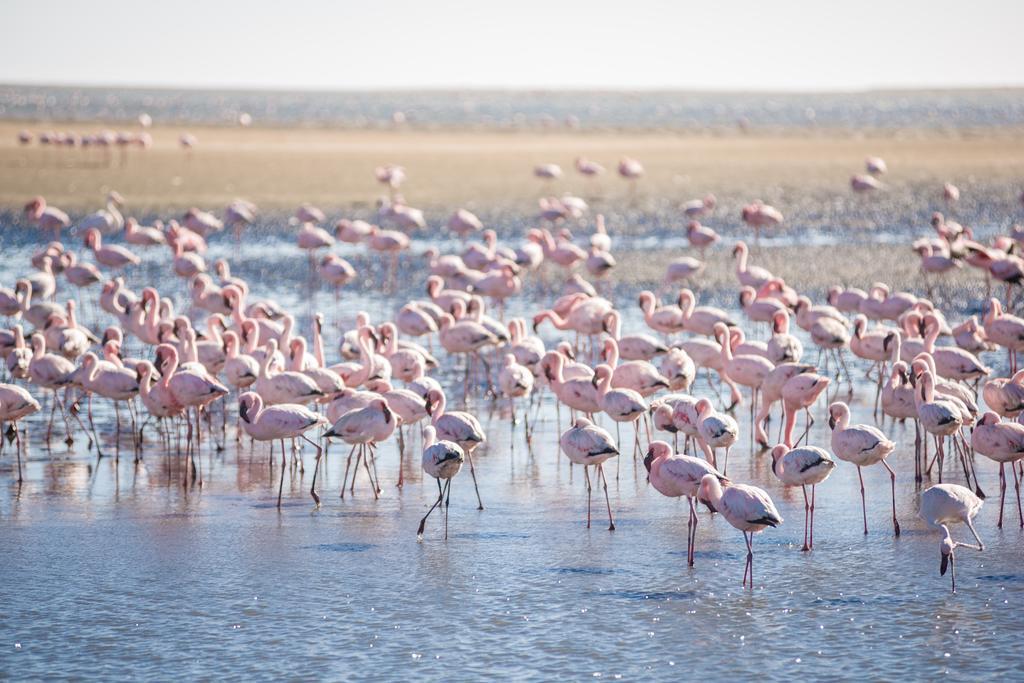 Flamingo Villas Boutique Hotel Walvis Bay Exterior foto
